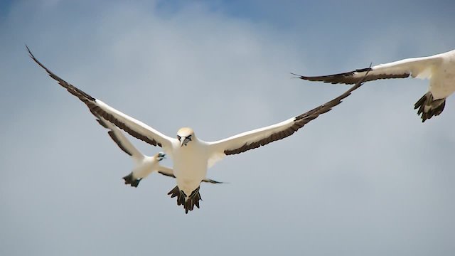 Watch Gannets - The Wrong Side of the Run Online