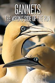 Gannets - The Wrong Side of the Run poster