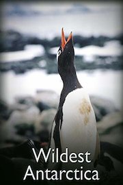 Wildest Antarctica poster