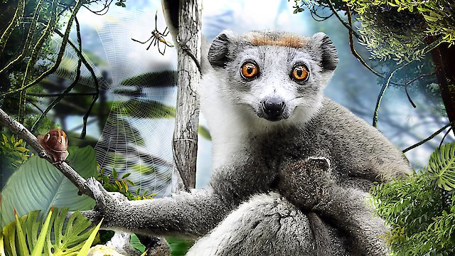 Watch Madagascar Online