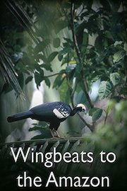 Wingbeats to the Amazon poster