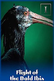 Flight of the Bald Ibis