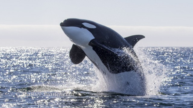 Watch Killer Whales - The Ultimate Guide Online