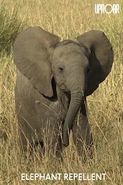 Elephant Repellent