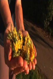 Dandelion Wine
