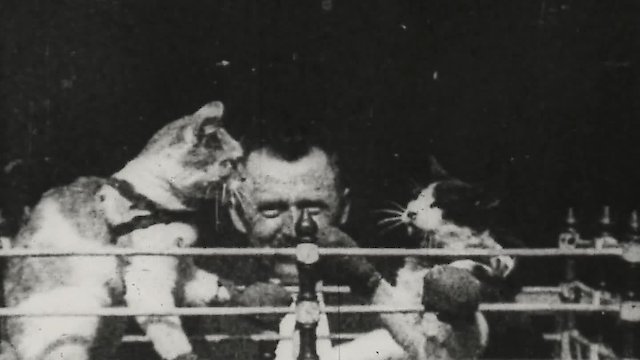 Watch Boxing Cats Online