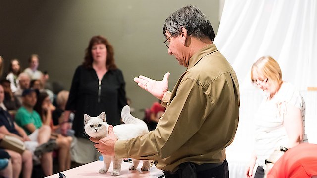 Watch Catwalk: Tales from the Cat Show Circuit Online