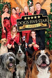 Dogs Five-Star Hotel