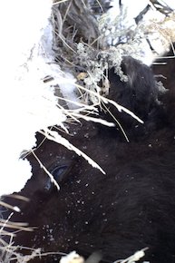 Bisonhead