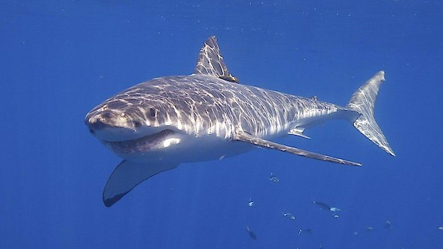 Watch Shark Boy of Bora Bora Online