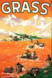 Grass poster