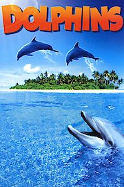 Dolphins poster