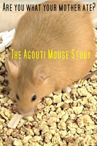 Are You What Your Mother Ate? The Agouti Mouse Study