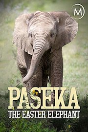 Paseka: The Easter Elephant