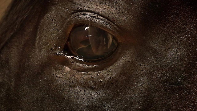 Watch Orphan Horse Online