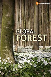 Global Forest