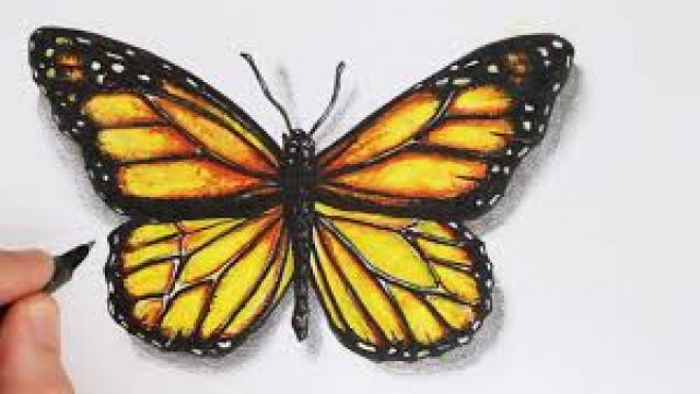 Watch Time Lapse Drawing of a Butterfly Online