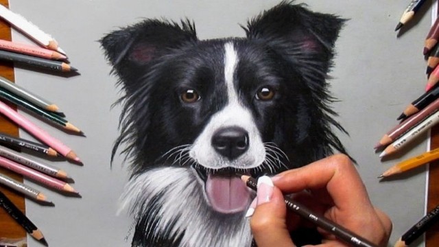 Watch Time Lapse Drawing of a Border Collie Dog Online