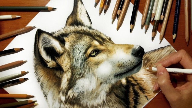 Watch Time Lapse Drawing of a Wolf Online