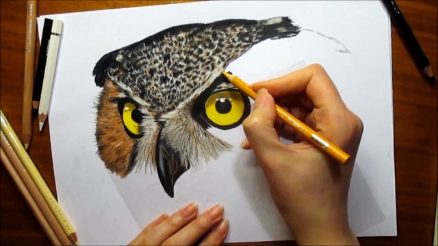 Watch Time Lapse Drawing of an Owl Online