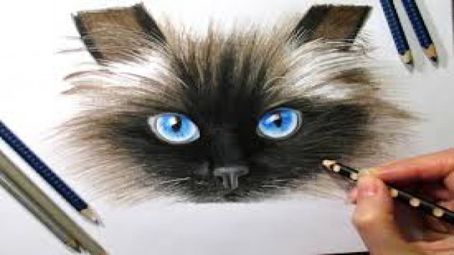 Watch Time Lapse Drawing of a Siamese Cat Online