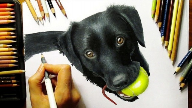 Watch Time Lapse Drawing of a Black Labrador Puppy Online