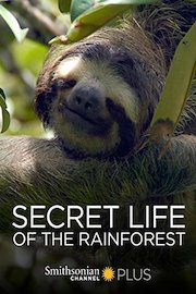 Secret Life of the Rainforest