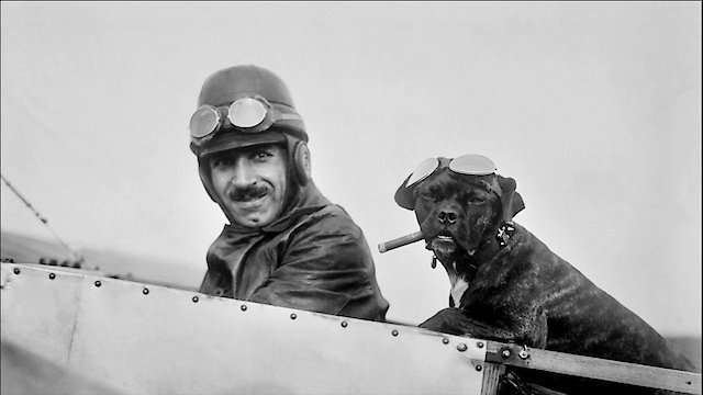 Watch Animals Aloft Online