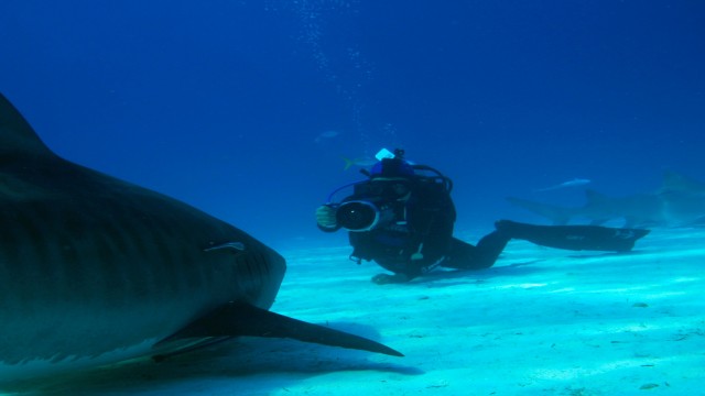 Watch Shark Girl Online