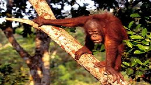 Watch Orangutans Borneo Malaysia Online