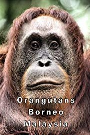 Orangutans Borneo Malaysia