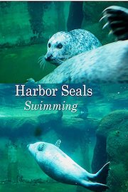 Harbor Seals. Swimming