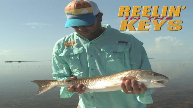 Watch Reelin' In The Keys -Capt. Jason Bell Online