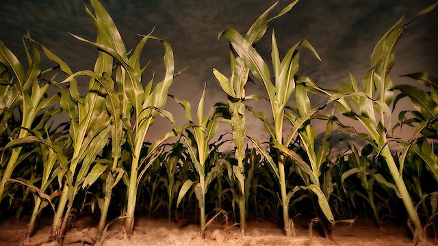 Watch Children of the Corn 7: Revelation Online