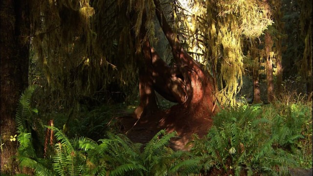 Watch Living Landscapes Olympic Rainforest Online