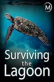 Surviving the Lagoon