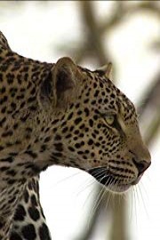Wild Secrets: Canines and Felines of the Serengeti (Home Use)