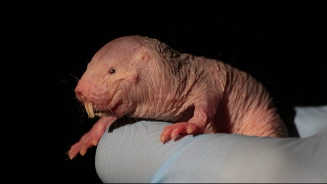 Watch Naked Mole Rats Online