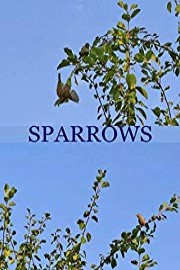 Sparrows