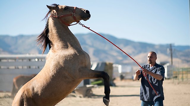 Watch The Mustang Online