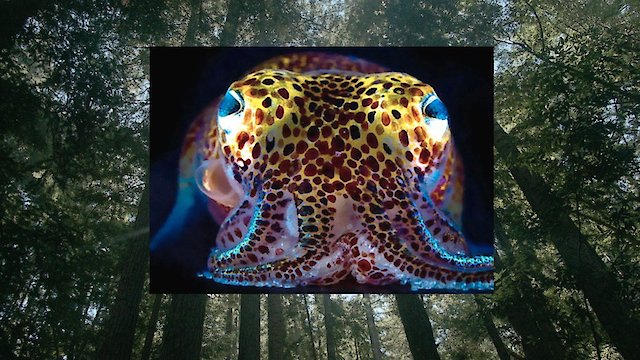 Watch Donna Haraway: Story Telling for Earthly Survival Online