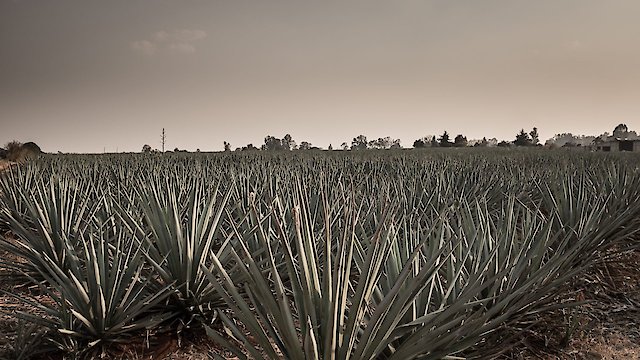 Watch Agave: The Spirit Of A Nation Online