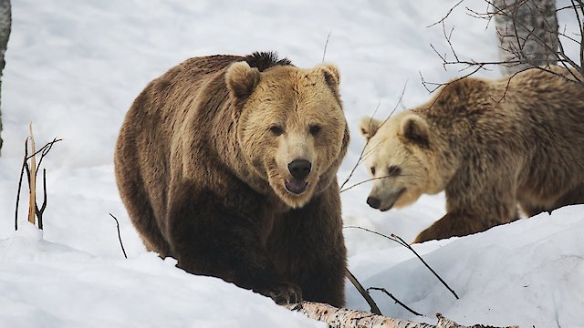 Watch Wolf vs. Bear Online