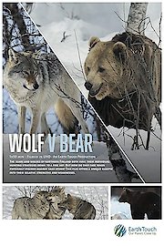 Wolf vs. Bear