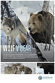 Wolf vs. Bear
