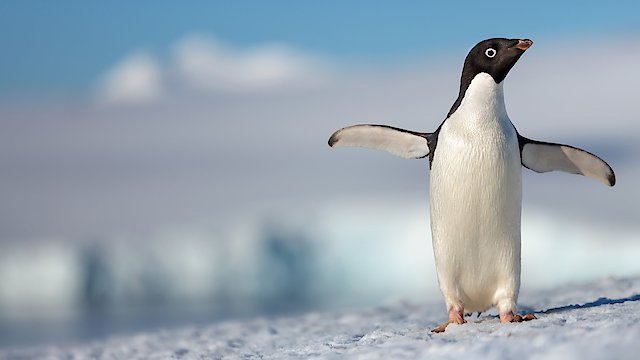 Watch Penguins Online