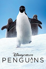 Penguins poster