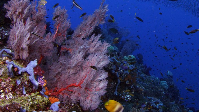 Watch Great Barrier Reef 4K Online