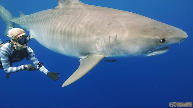 Watch Saving Jaws Online