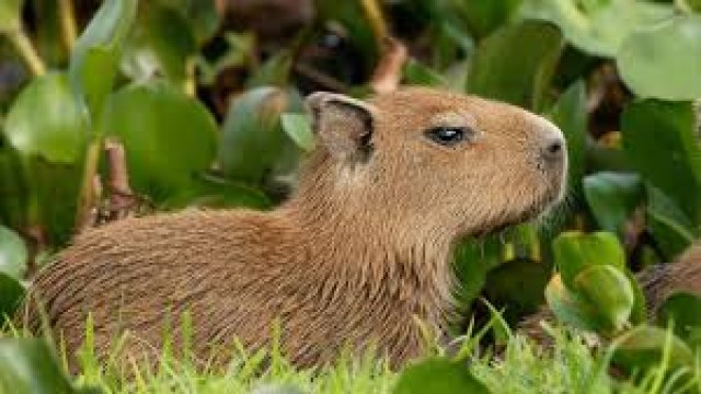 Watch Wild Venezuela The Capybara Online